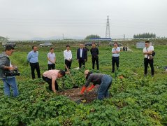 桂林永福：特色农业多点开花马铃薯、黄